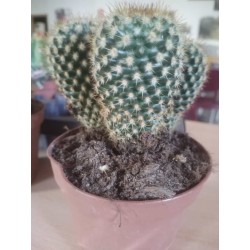 Cactus en maceta de 12