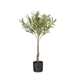 Planta de olivo en maceta 4L
