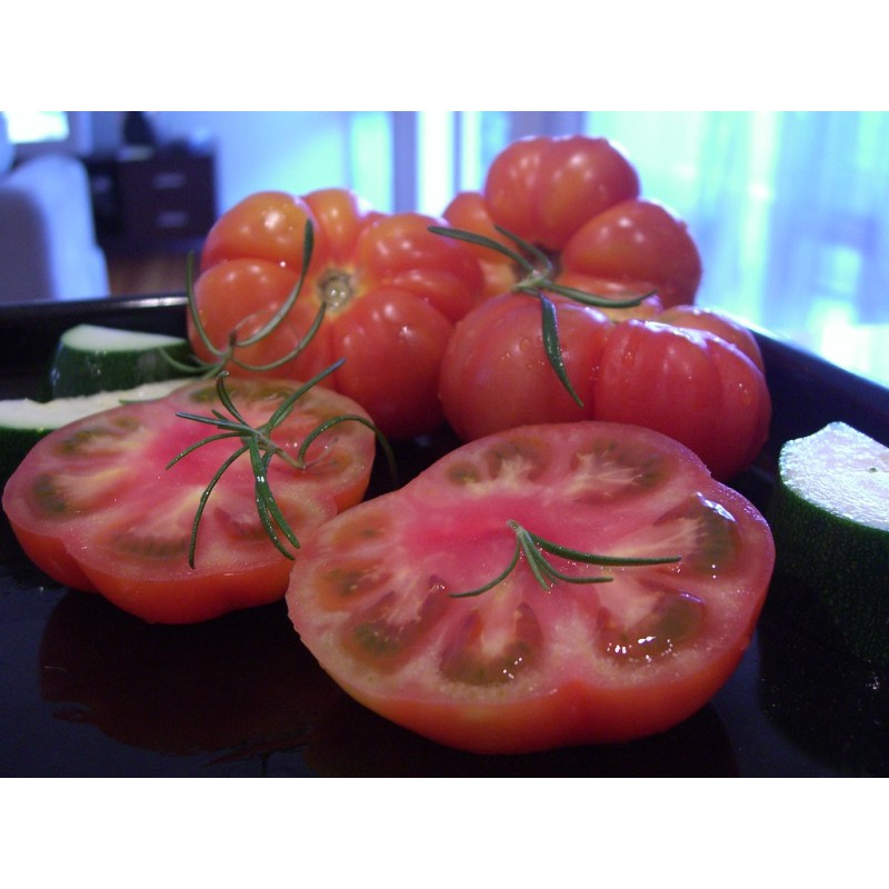 Planta de tomate en cepellón para huerto