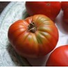 Planta de tomate en cepellón para huerto