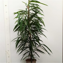 Ficus Alii M-17 90cm